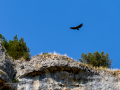 Buitre leonado - Gyps fulvus - Voltor comú