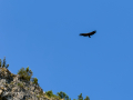 Buitre leonado - Gyps fulvus - Voltor comú