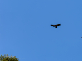 Buitre leonado - Gyps fulvus - Voltor comú