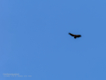 Buitre leonado - Gyps fulvus - Voltor comú