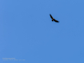 Buitre leonado - Gyps fulvus - Voltor comú