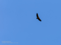 Buitre leonado - Gyps fulvus - Voltor comú