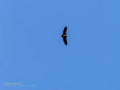 Buitre leonado - Gyps fulvus - Voltor comú