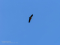 Buitre leonado - Gyps fulvus - Voltor comú