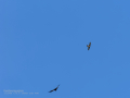 Buitre leonado - Gyps fulvus - Voltor comú