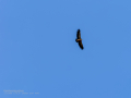 Buitre leonado - Gyps fulvus - Voltor comú