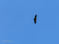 Buitre leonado - Gyps fulvus - Voltor comú
