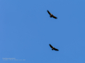 Buitre leonado - Gyps fulvus - Voltor comú