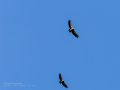 Buitre leonado - Gyps fulvus - Voltor comú