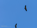 Buitre leonado - Gyps fulvus - Voltor comú