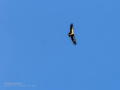 Buitre leonado - Gyps fulvus - Voltor comú