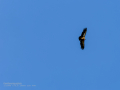 Buitre leonado - Gyps fulvus - Voltor comú