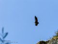 Buitre leonado - Gyps fulvus - Voltor comú