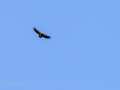 Buitre leonado - Gyps fulvus - Voltor comú