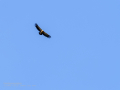 Buitre leonado - Gyps fulvus - Voltor comú