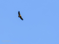 Buitre leonado - Gyps fulvus - Voltor comú