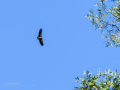 Buitre leonado - Gyps fulvus - Voltor comú