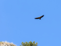 Buitre leonado - Gyps fulvus - Voltor comú