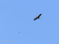 Buitre leonado - Gyps fulvus - Voltor comú