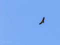 Buitre leonado - Gyps fulvus - Voltor comú