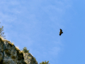 Buitre leonado - Gyps fulvus - Voltor comú