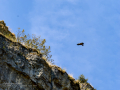 Buitre leonado - Gyps fulvus - Voltor comú