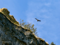 Buitre leonado - Gyps fulvus - Voltor comú