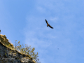 Buitre leonado - Gyps fulvus - Voltor comú