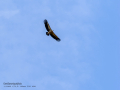 Buitre leonado - Gyps fulvus - Voltor comú