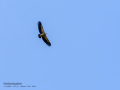 Buitre leonado - Gyps fulvus - Voltor comú