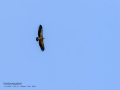 Buitre leonado - Gyps fulvus - Voltor comú
