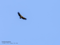 Buitre leonado - Gyps fulvus - Voltor comú