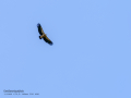 Buitre leonado - Gyps fulvus - Voltor comú