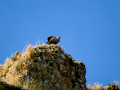Buitre leonado - Gyps fulvus - Voltor comú
