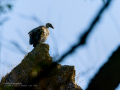 Buitre leonado - Gyps fulvus - Voltor comú