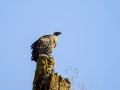 Buitre leonado - Gyps fulvus - Voltor comú