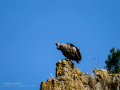 Buitre leonado - Gyps fulvus - Voltor comú