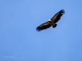 Buitre leonado - Gyps fulvus - Voltor comú