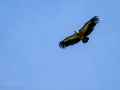 Buitre leonado - Gyps fulvus - Voltor comú