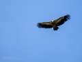 Buitre leonado - Gyps fulvus - Voltor comú