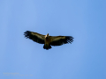 Buitre leonado - Gyps fulvus - Voltor comú