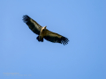 Buitre leonado - Gyps fulvus - Voltor comú