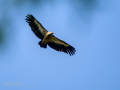 Buitre leonado - Gyps fulvus - Voltor comú