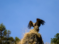 Buitre leonado - Gyps fulvus - Voltor comú