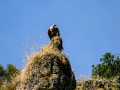 Buitre leonado - Gyps fulvus - Voltor comú