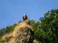 Buitre leonado - Gyps fulvus - Voltor comú