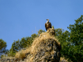 Buitre leonado - Gyps fulvus - Voltor comú