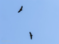 Buitre leonado - Gyps fulvus - Voltor comú