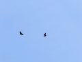 Buitre leonado - Gyps fulvus - Voltor comú