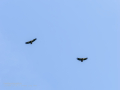 Buitre leonado - Gyps fulvus - Voltor comú